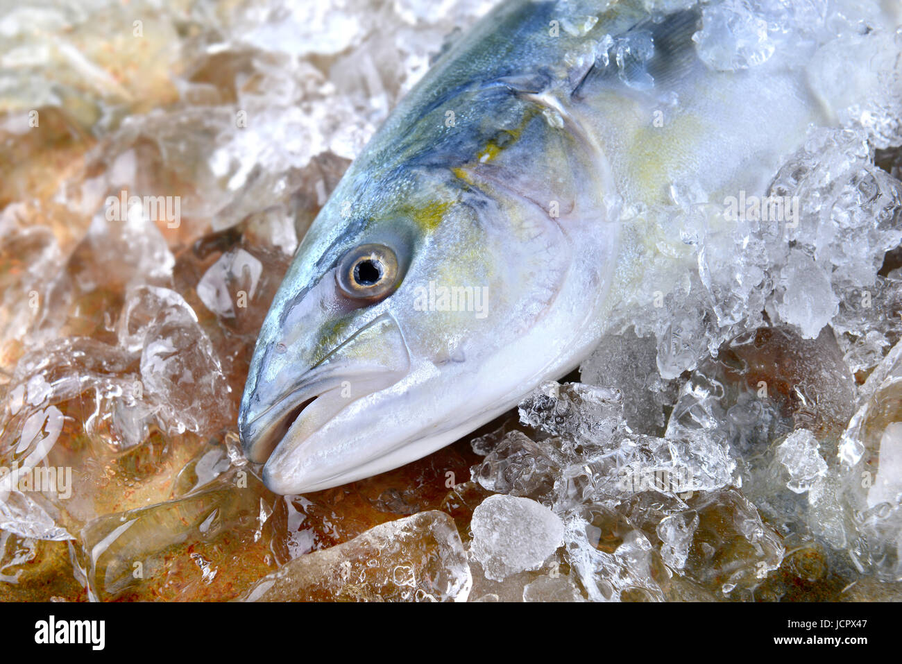 Young amberjack fish or buri fish in Japan is hamachi fish frozen in