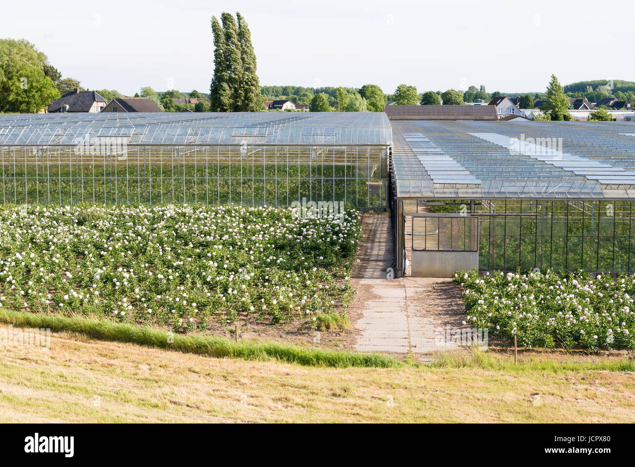 Blooming flowers and greenhouses of flower farm near Nieuwaal in Bommelerwaard, Gelderland, Netherlands Stock Photo