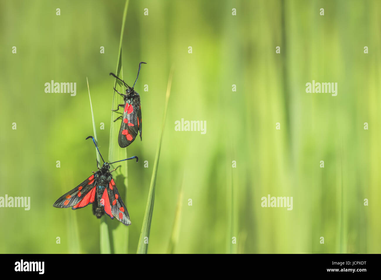 Zygaena Filipendulae Six-spotted Moths Stock Photo