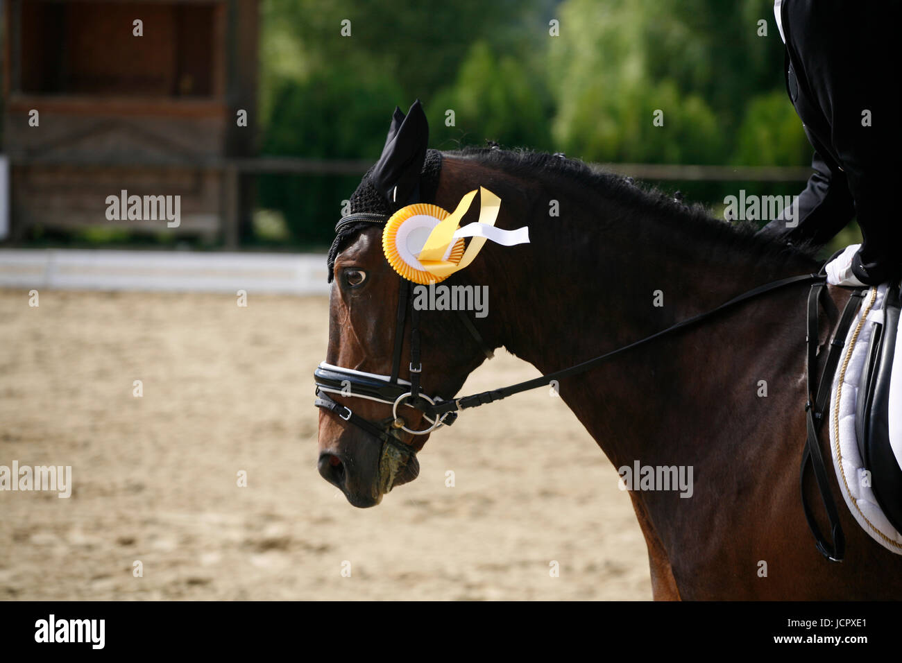 Dressage horse head closeup with winning golden trophy ribbons Stock