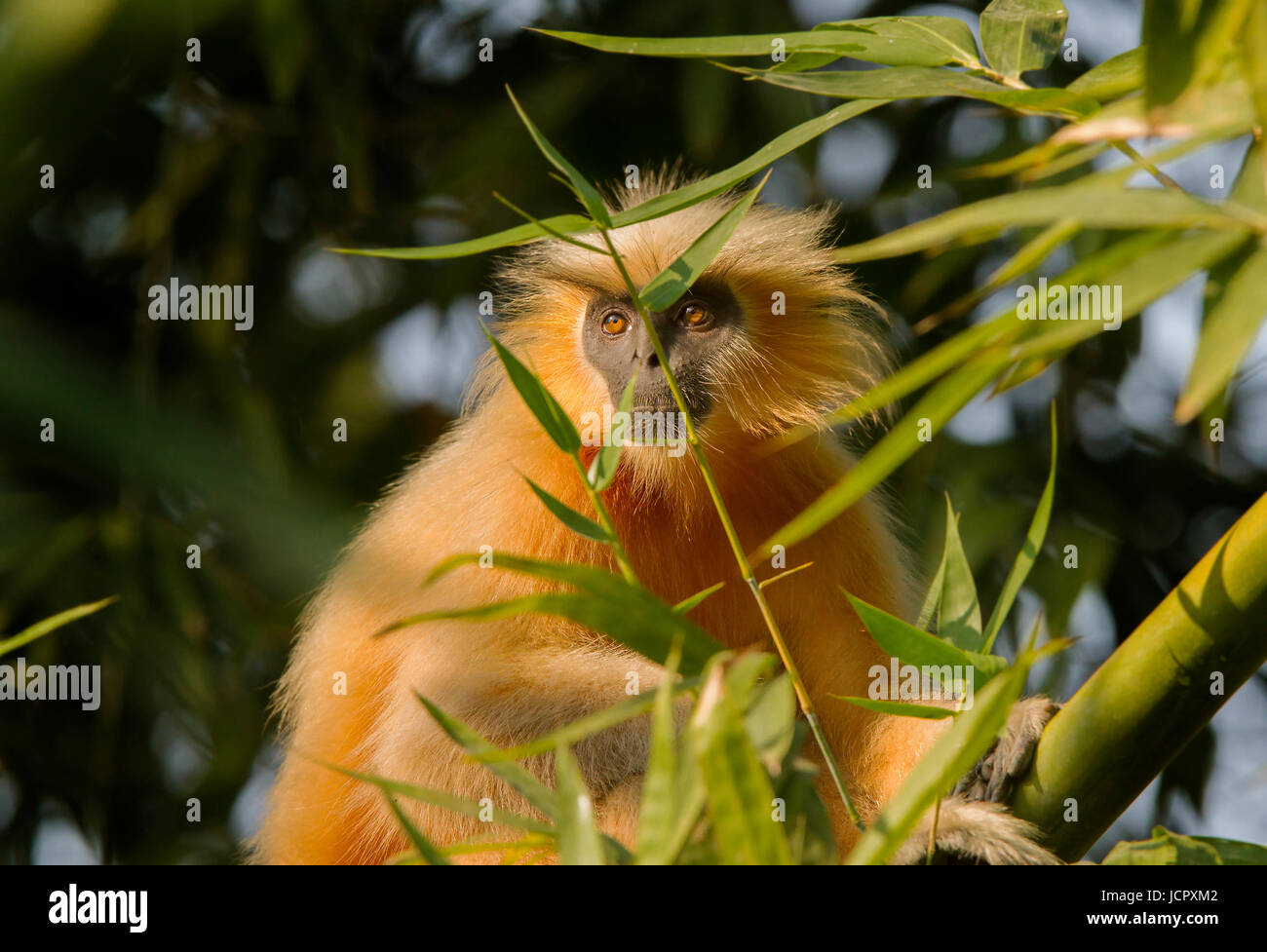 Golden Langur, Golden leaf monkey Stock Photo