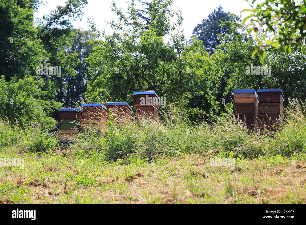 Verschiedene Bienenstöcke, Bienenstock auf der Wiese Stock Photo - Alamy