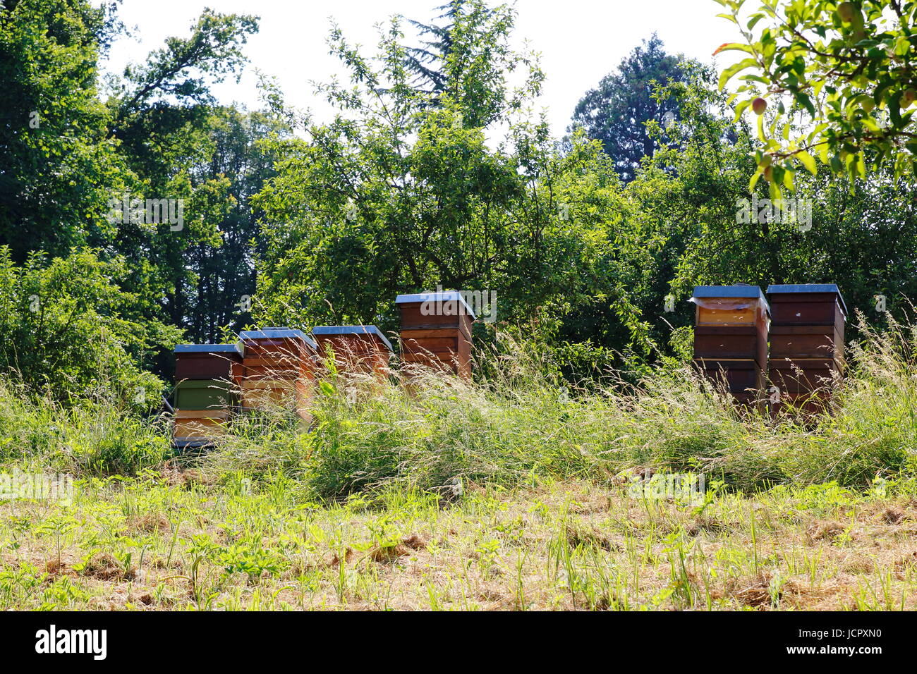 Bienenstock High Resolution Stock Photography And Images Alamy