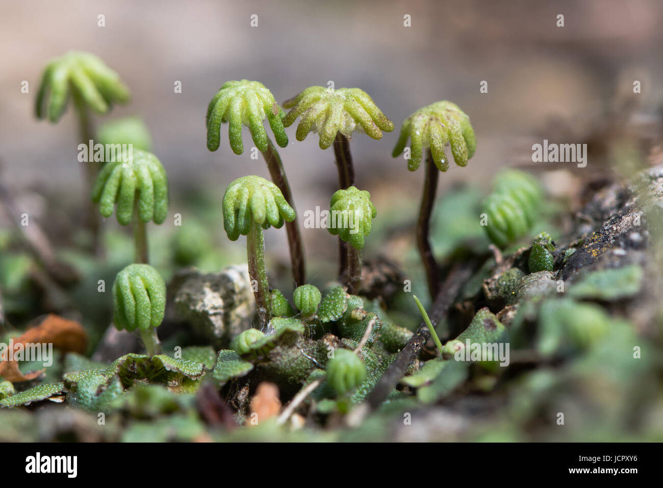Marchantia polymorpha liverwort gametospores. Umbrella-like reproductive structures of female plant in the order Marchantiales Stock Photo