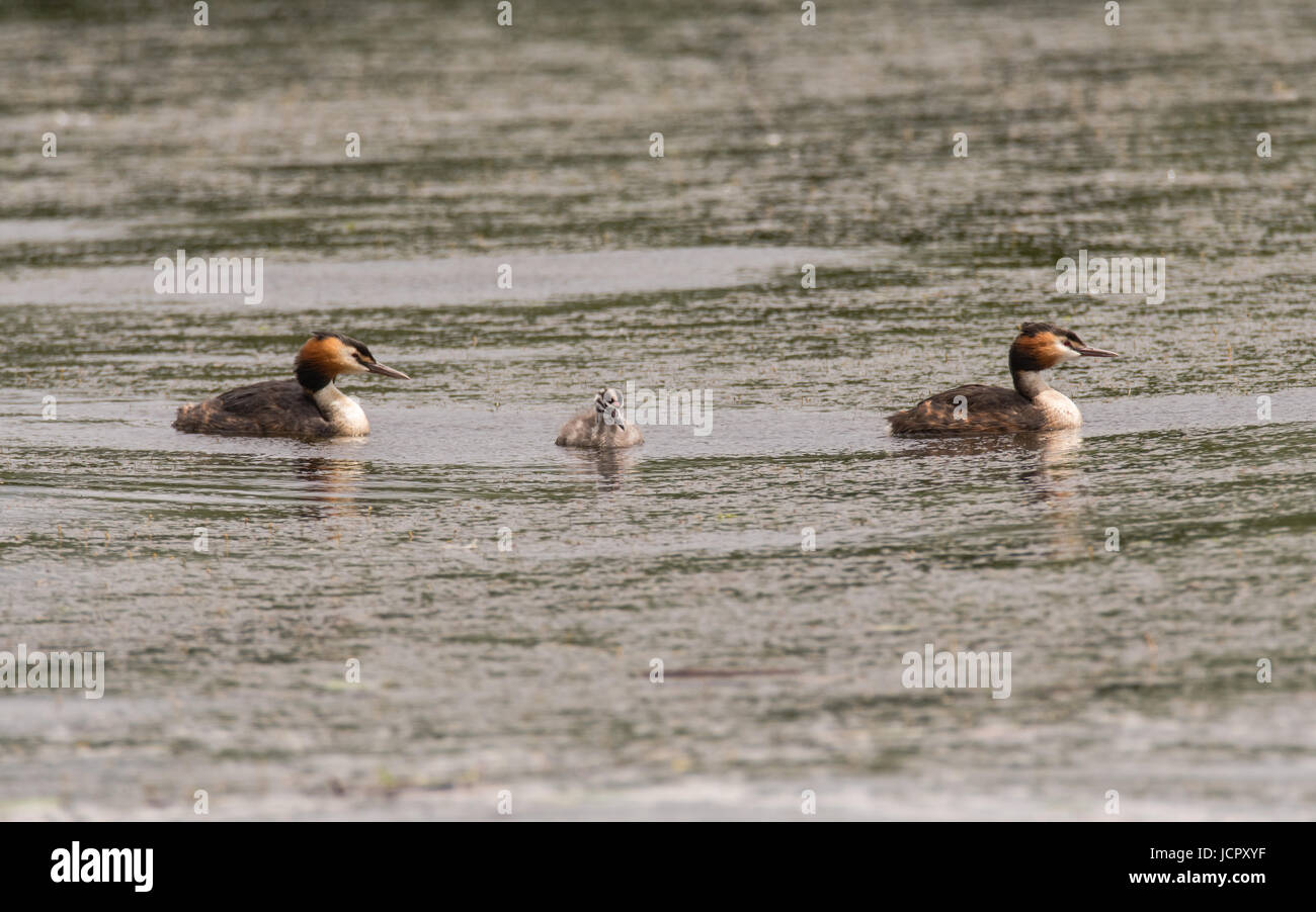 Great crested grebes (Podiceps cristatus) parents with chick. Elegant waterbirds in the family Podicipedidae with young Stock Photo