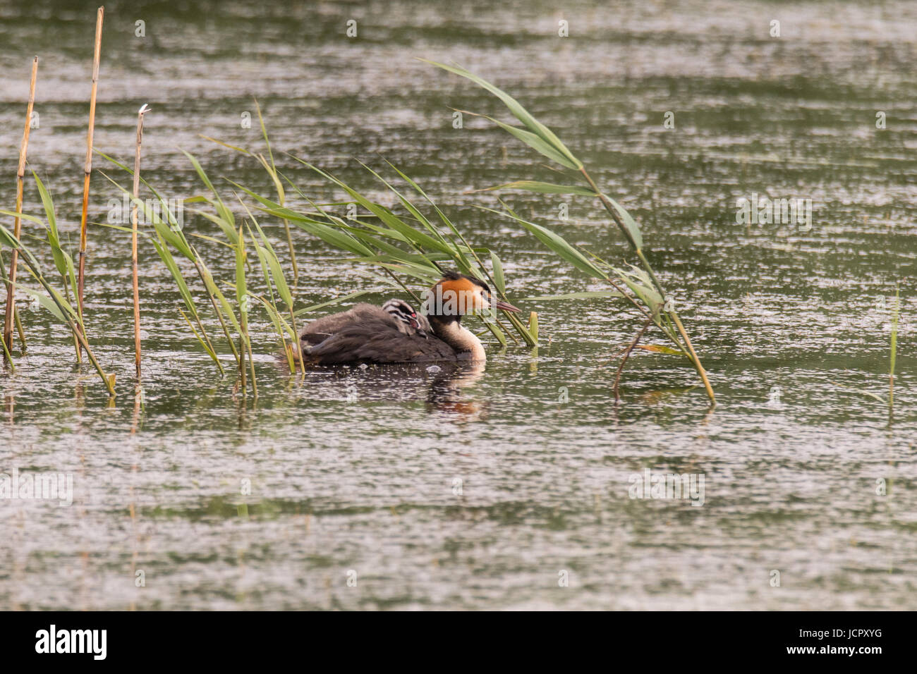 Great crested grebe (Podiceps cristatus) with chick on back. Elegant waterbird in the family Podicipedidae carrying young among reeds Stock Photo