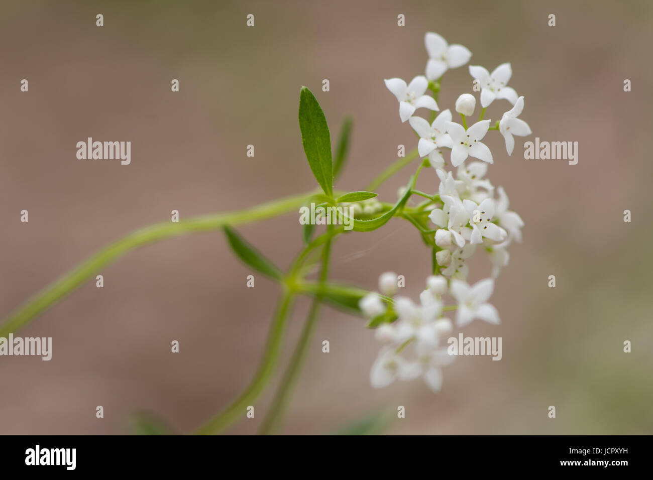 Marsh bedstraw (Galium palustre) flowers. Lax pyramidal panicle of white flowers on straggly plant in the family Rubiaceae Stock Photo