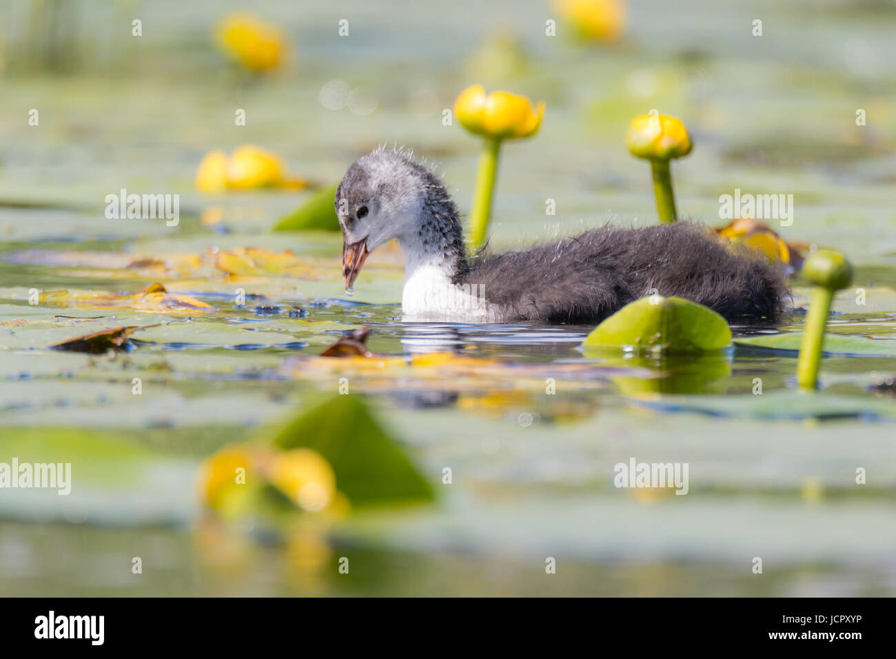 Coot (Fulica atra) chick swimming among water lilies. Young bird in the family Rallidae foraging among yellow flowers on surface of pond Stock Photo