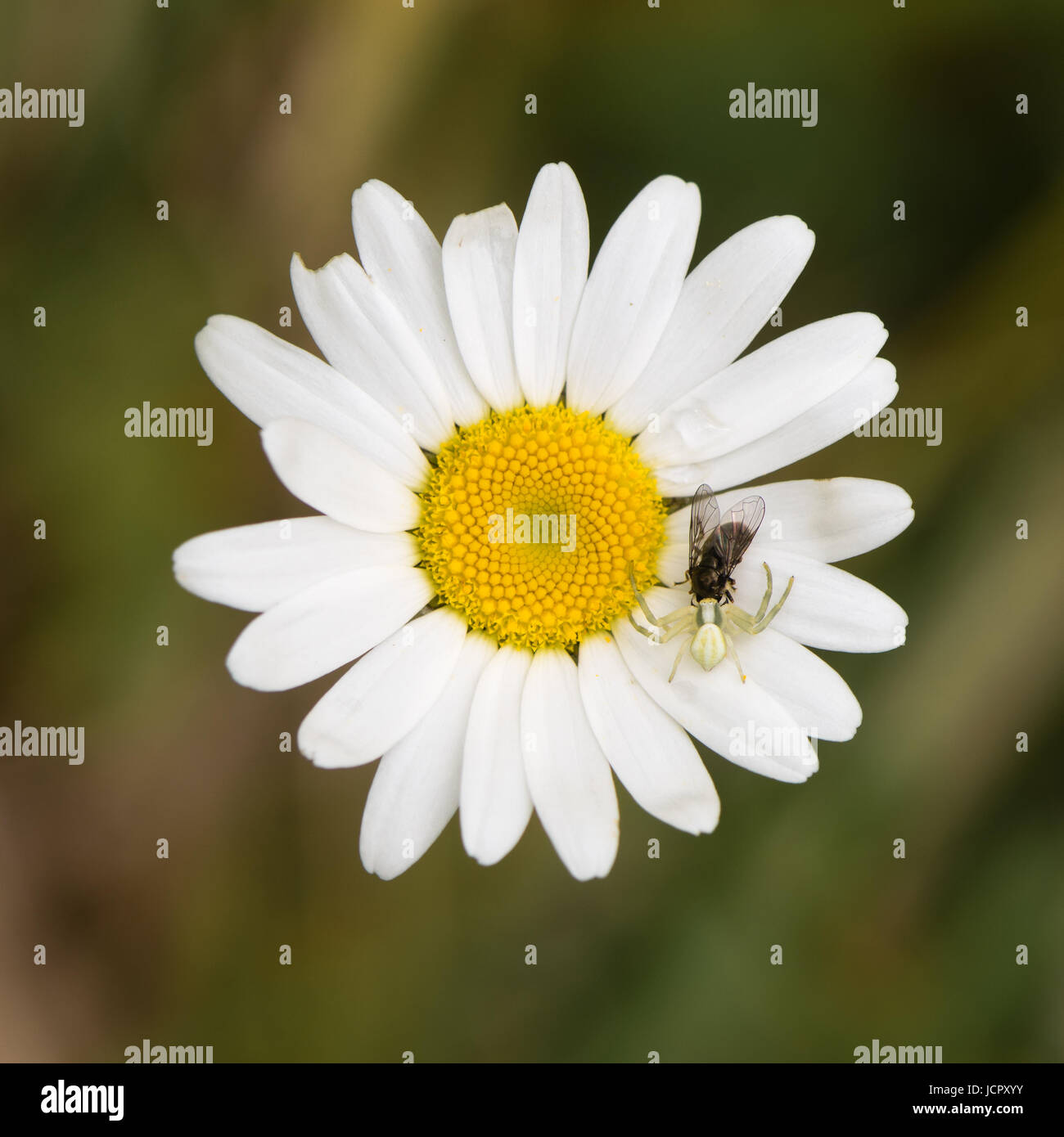 Misumena vatia crab spider with fly on daisy. Camouflaged arachnid holding prey on ox-eye daisy (Leucanthemum vulgare), in the family Asteraceae Stock Photo