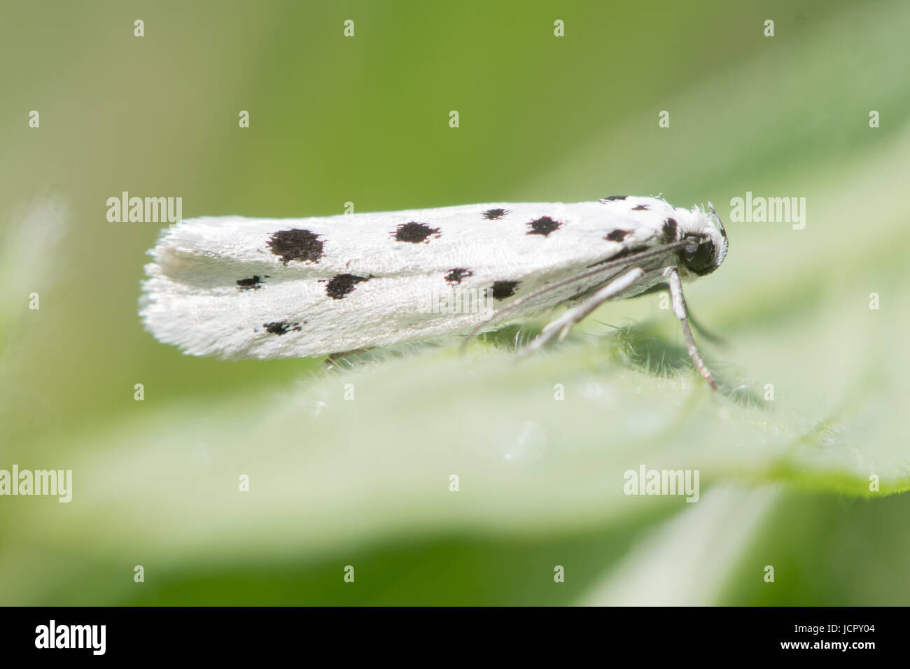 Ethmia dodecea micro moth. Very local insect in the family Ethmiidae found during the day at Wick Golden Valley Nature Reserve Stock Photo