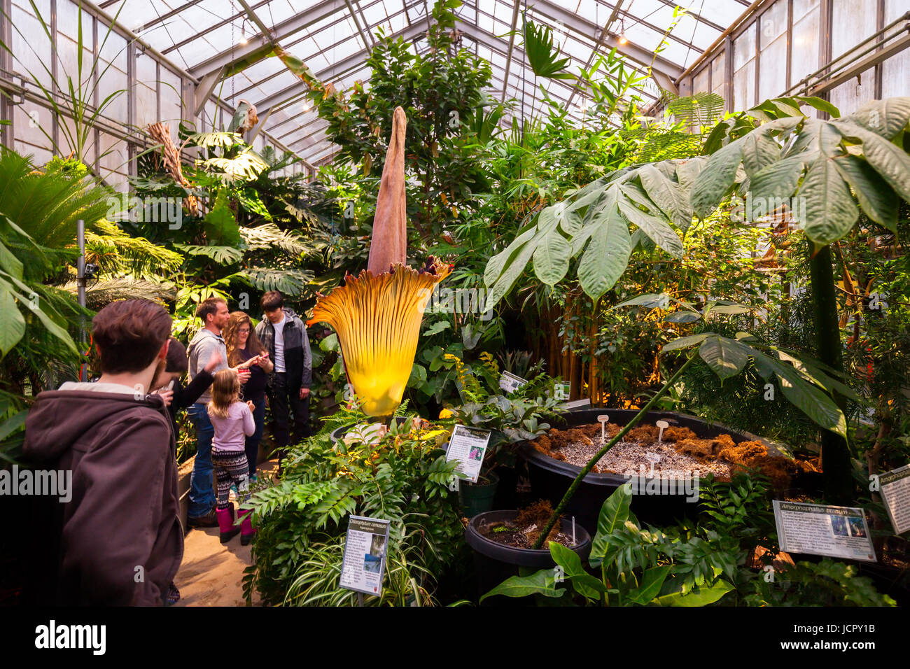 People viewing a titan arum or Amorphophallus titanum in full bloom, it is a flowering plant or carrion flower that is native to Western Sumatra. Stock Photo