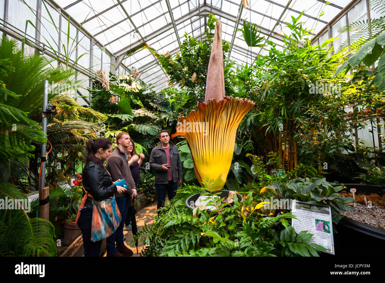 People viewing a titan arum or Amorphophallus titanum in full bloom. It is a flowering plant or carrion flower that is native to Western Sumatra. Stock Photo