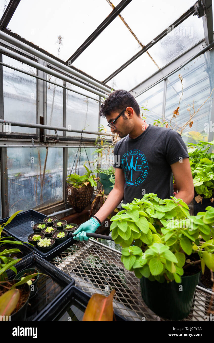 A student volunteer watering plants in a greenhouse. McMaster Biology Greenhouse, Hamilton, Ontario, Canada. Stock Photo