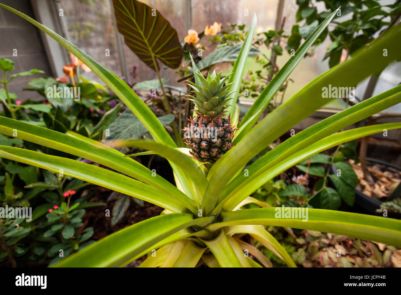 A pineapple plant or ananas comosus in the fruiting stage with a small pineapple growing. McMaster Biology Greenhouse, Hamilton, Ontario, Canada. Stock Photo