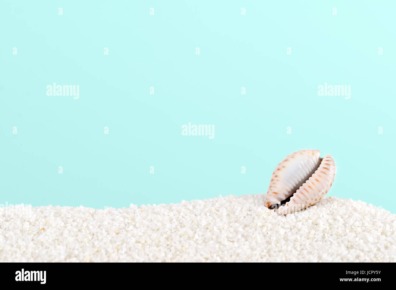 Cowrie shell on white sand on turquoise background. Sea snail, marine gastropod mollusc. Underside showing opening, aperture, toothed at edges. Stock Photo