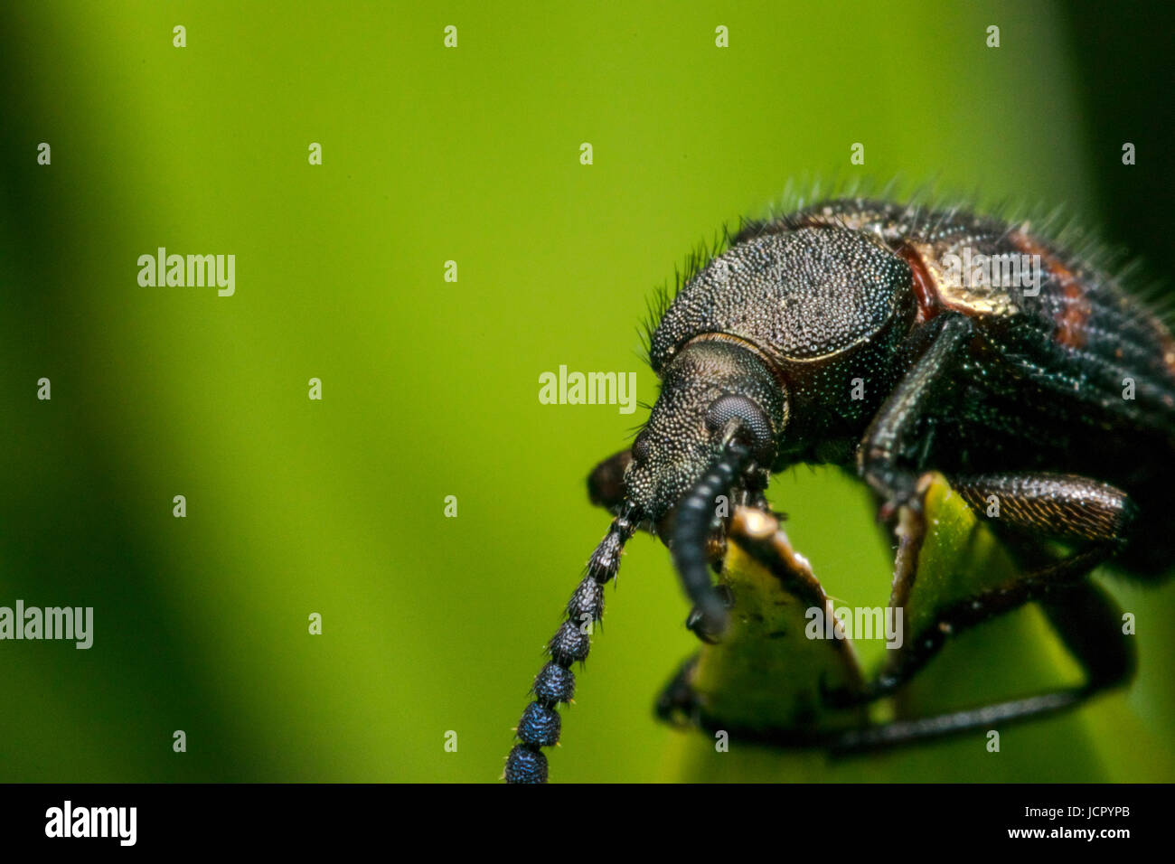 Ugly long horn bug walking on a leaf Stock Photo