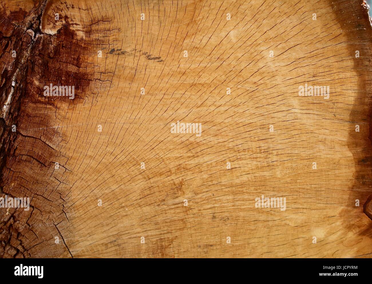 Section of oak log Stock Photo Alamy