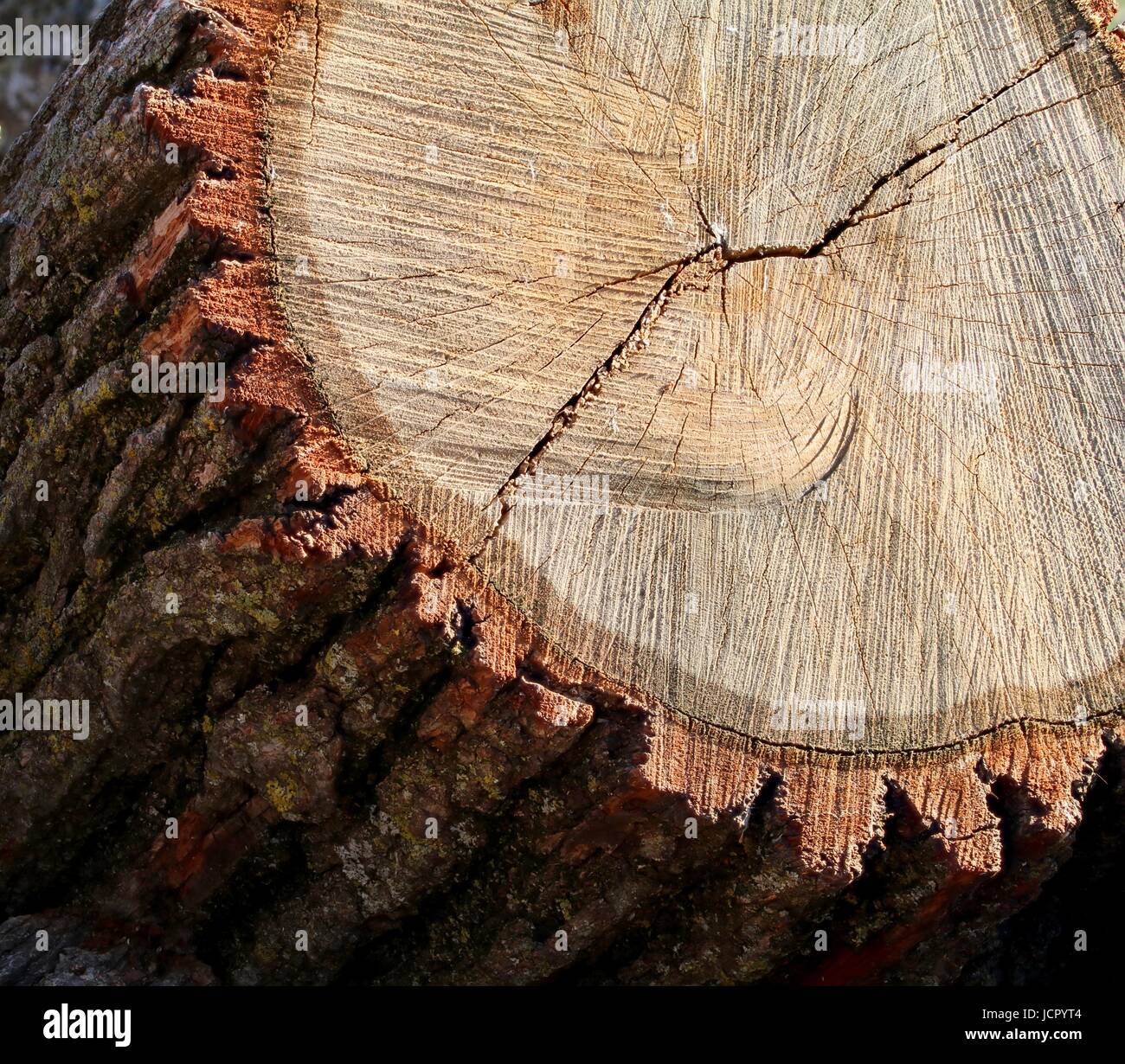 Section of oak log Stock Photo Alamy