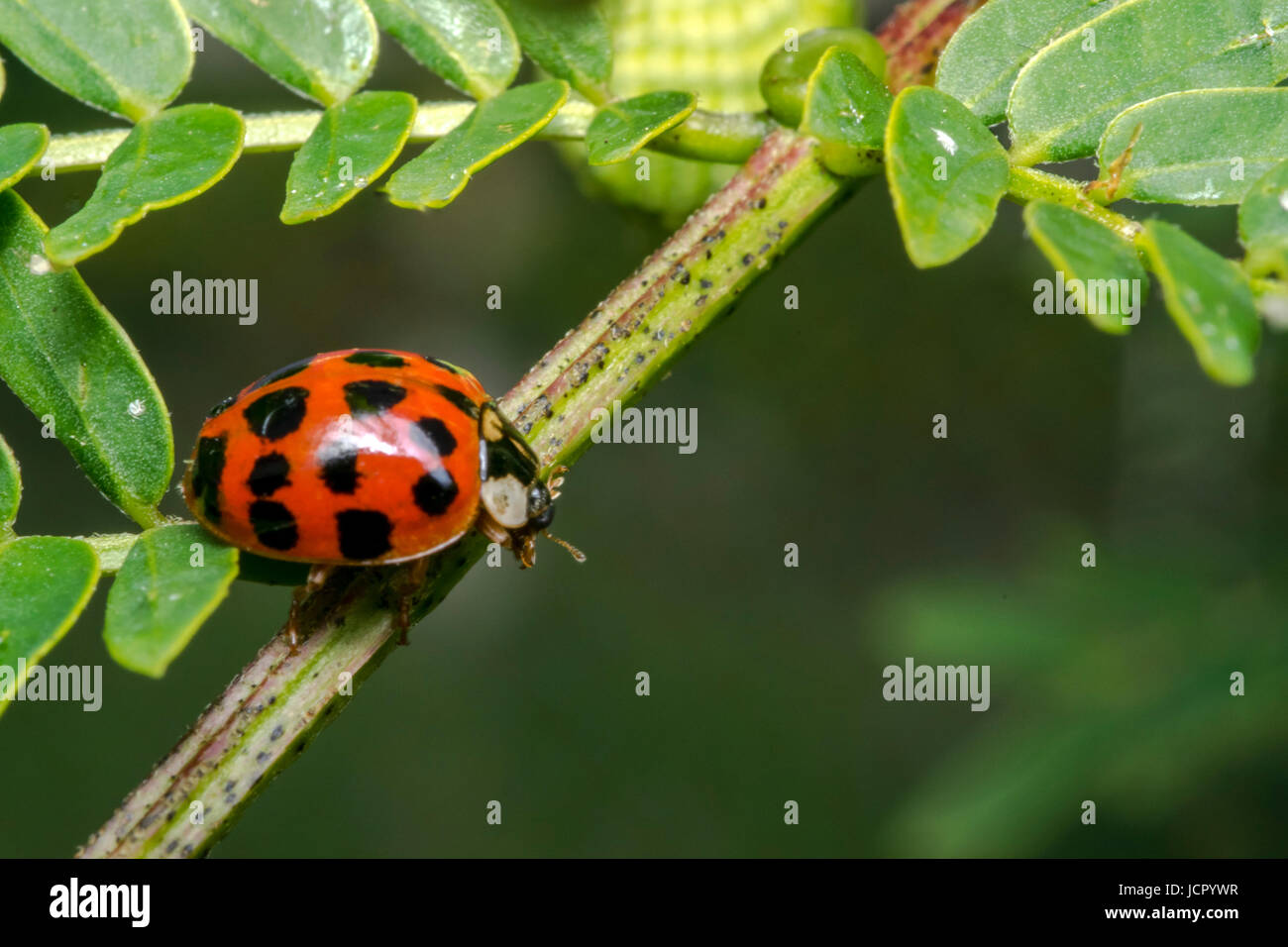 Orange lady bug with black dots Stock Photo
