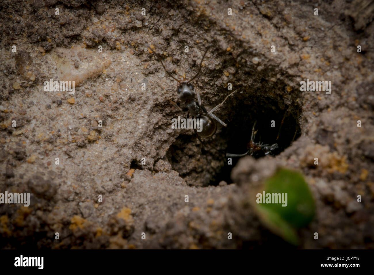 Ant nest hole on sand macro Stock Photo