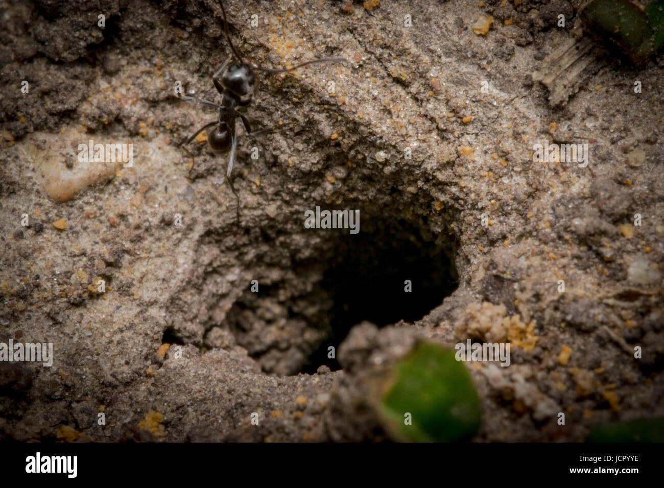 Ant nest hole on sand macro Stock Photo