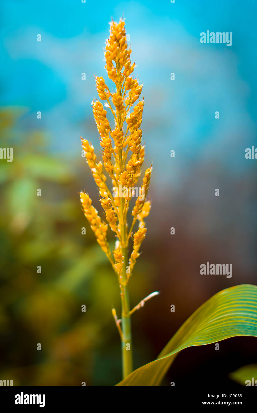 Pearl millet second name Bajra /Bajri Binomial name (Pennisetum glaucum