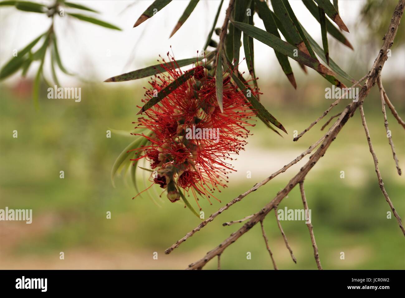 Bottle brush flower Stock Photo