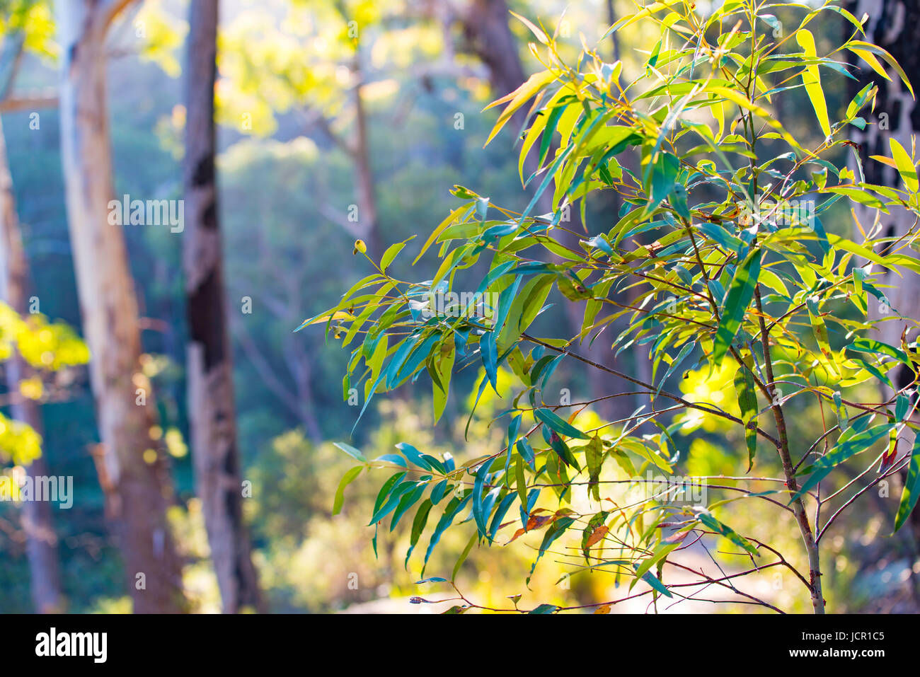 A young Eucalypt (Gum) tree growing in Sydney bushland with bushfire scarred trees in the background. Stock Photo
