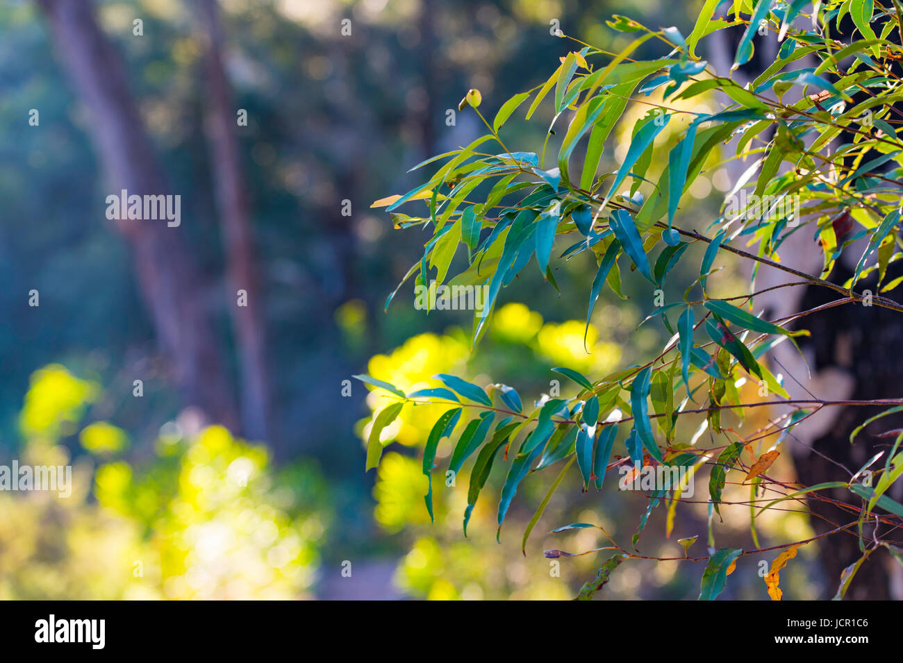 A young Eucalypt (Gum) tree growing in Sydney bushland with bushfire scarred trees in the background. Stock Photo