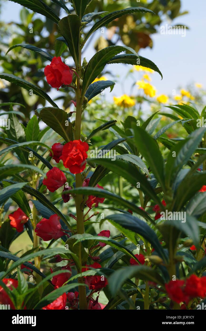 Red balsam hires stock photography and images Alamy