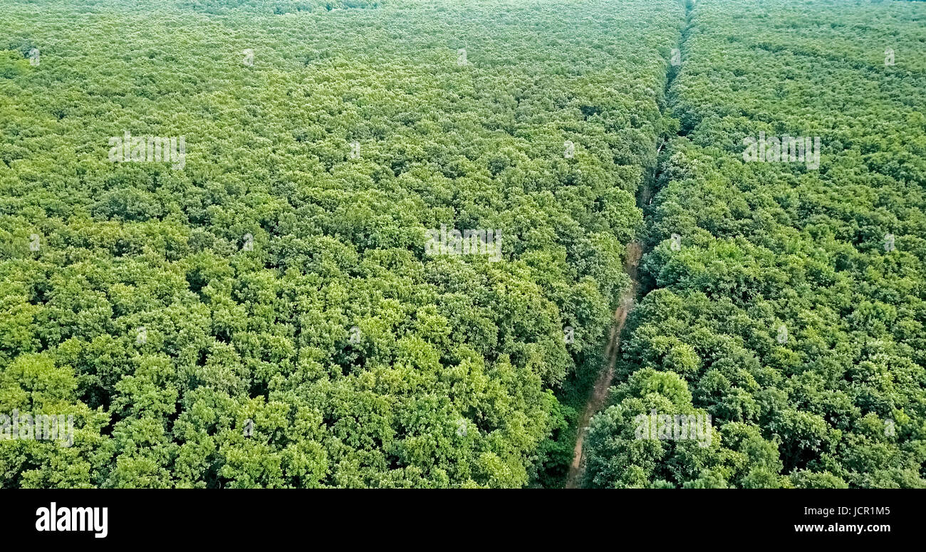 Aerial Drone View Of Forest Trees Landscape In Summer Stock Photo - Alamy