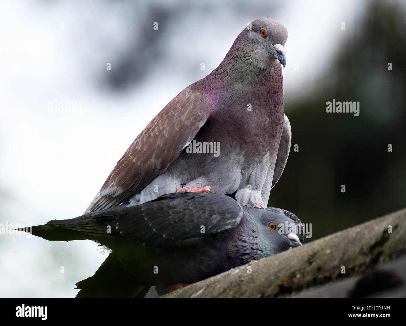 Feral pigeons mating on house roof. Stock Photo