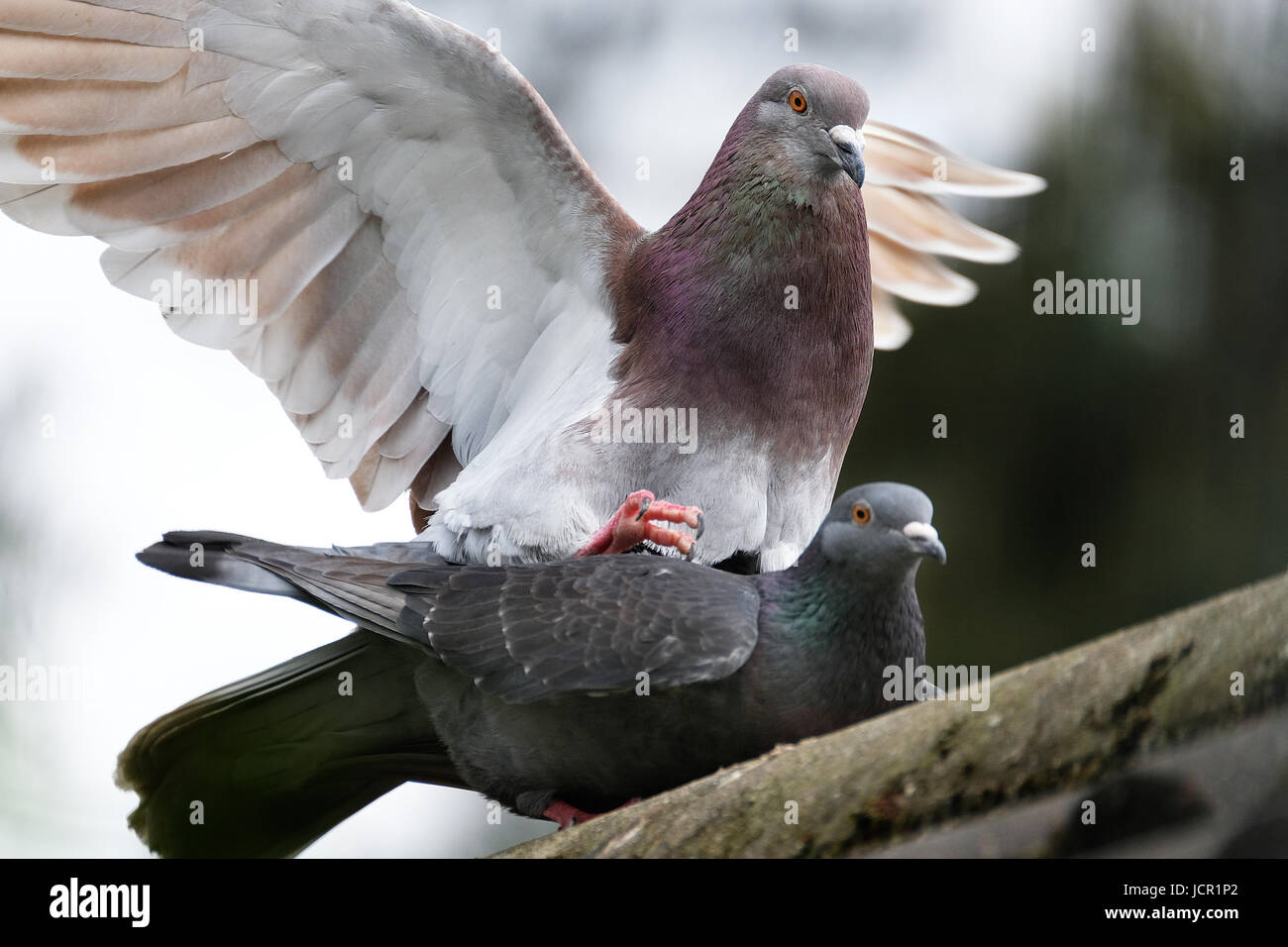 Feral pigeons mating on house roof. Stock Photo