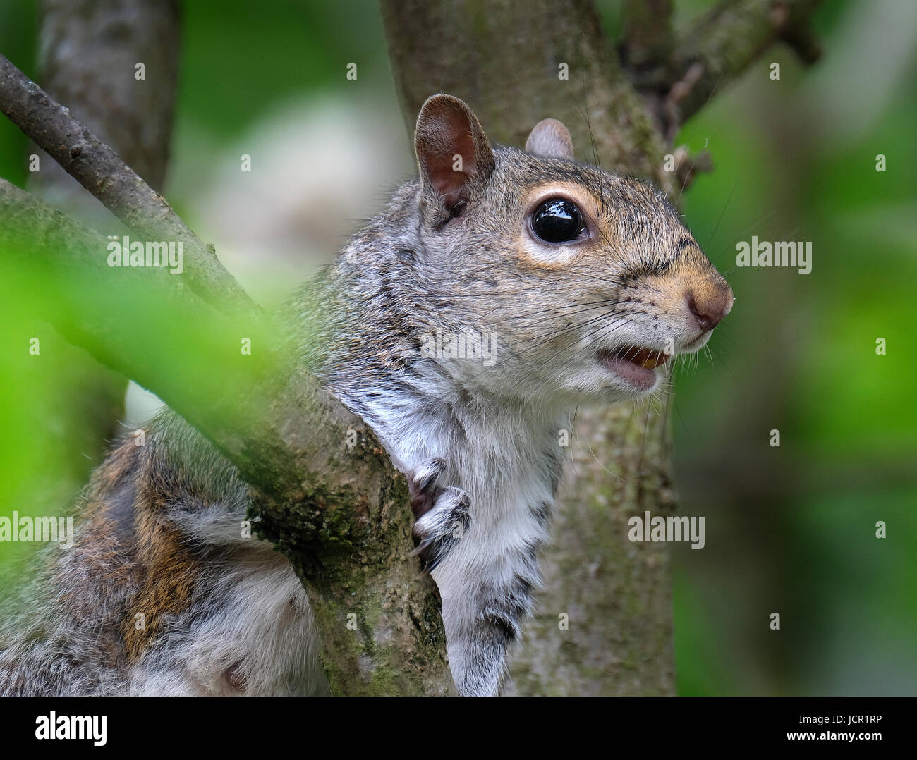 Sciurus carolinensis, common name eastern gray squirrel or grey