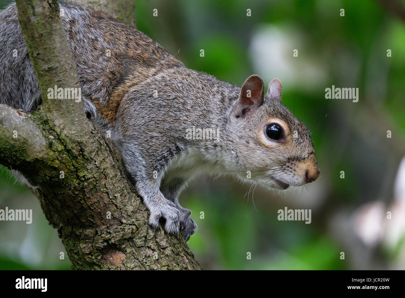 Sciurus carolinensis, common name eastern gray squirrel or grey squirrel depending on region, is a tree squirrel in the genus Sciurus. Stock Photo