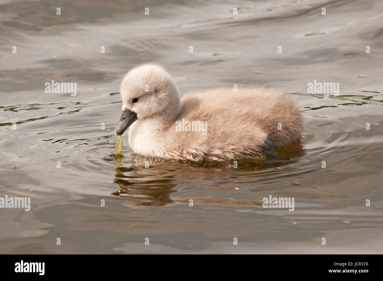 Mute Swan Cygnet with a piece of weed on Linlithgow Loch Stock Photo