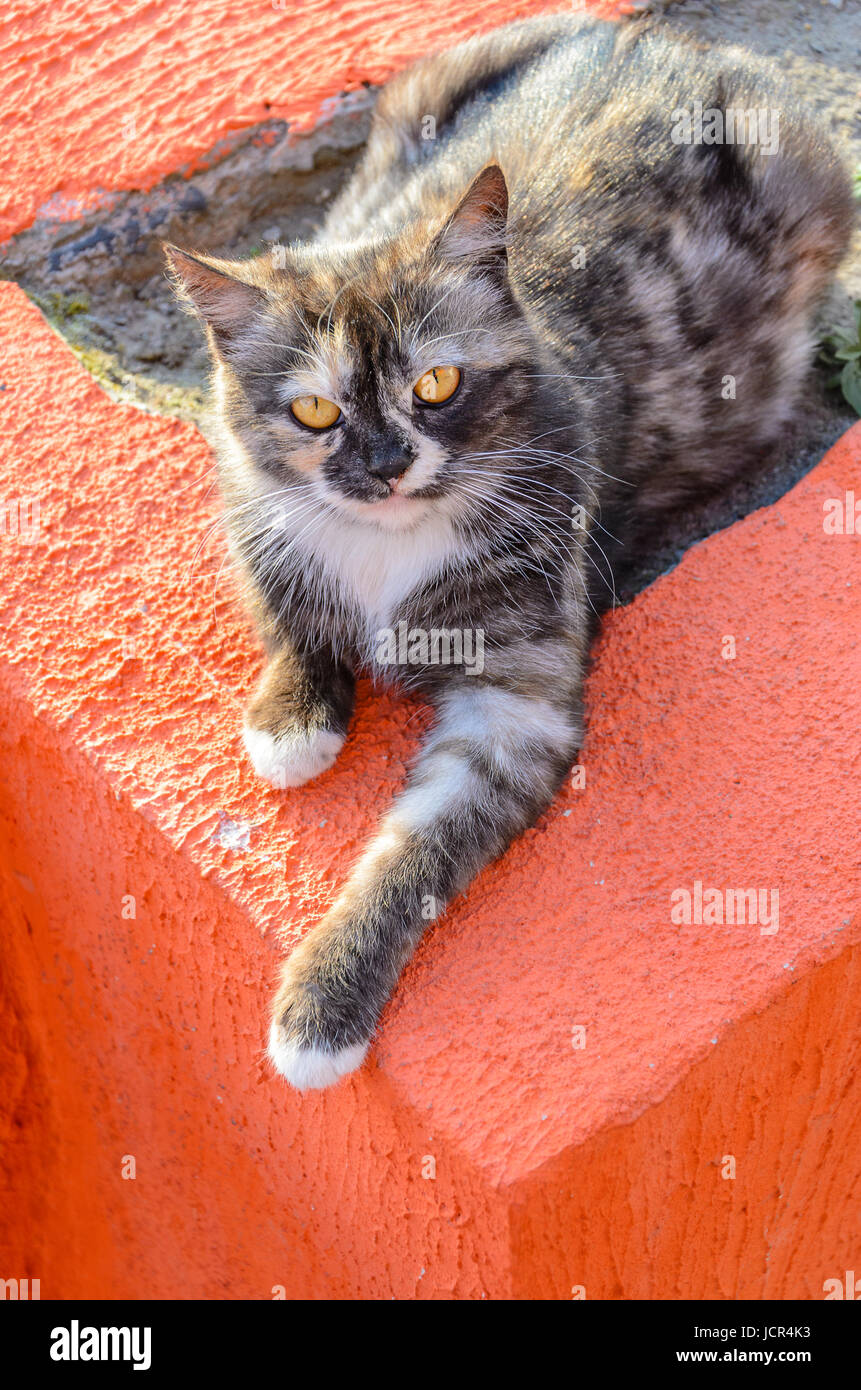 Cat basking in the sun in the middle of the city Stock Photo