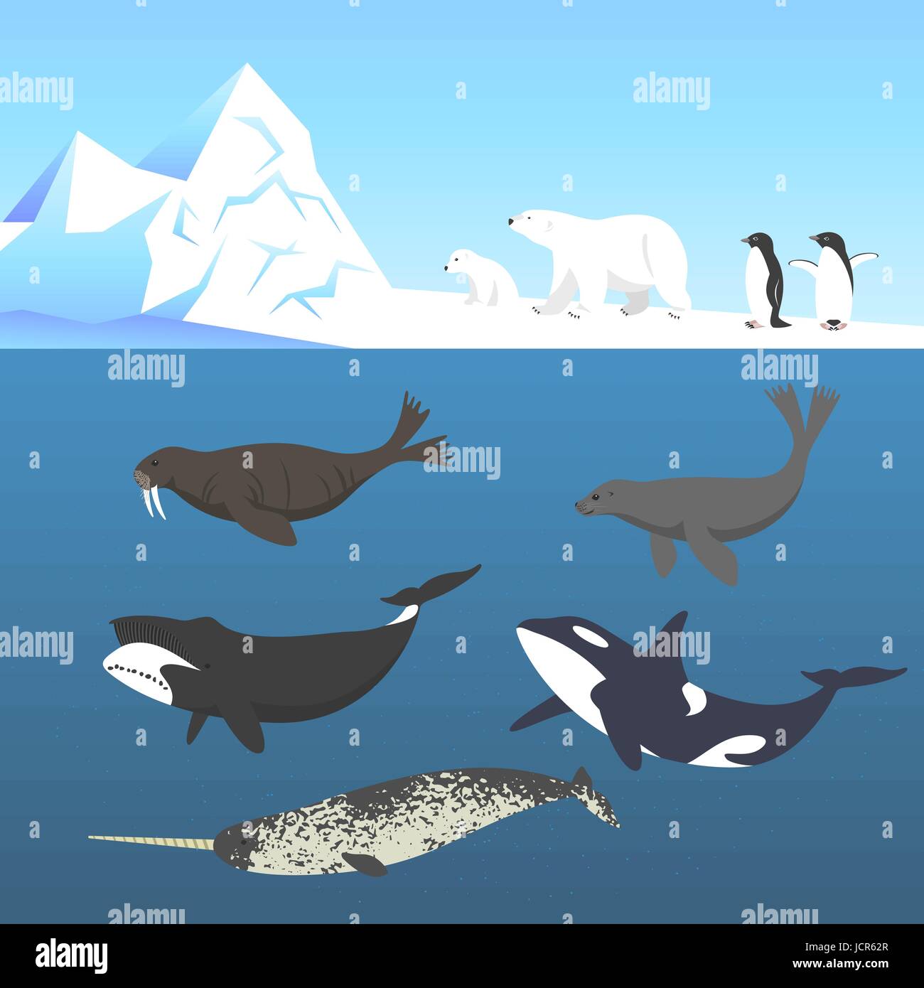 Atlantic killer whale Stock Vector Images - Alamy