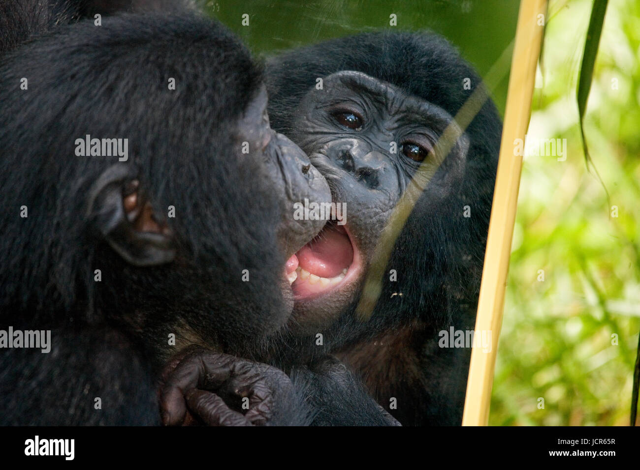 Bonobos baby plays with a mirror. Democratic Republic of Congo. Lola Ya BONOBO National Park. Stock Photo