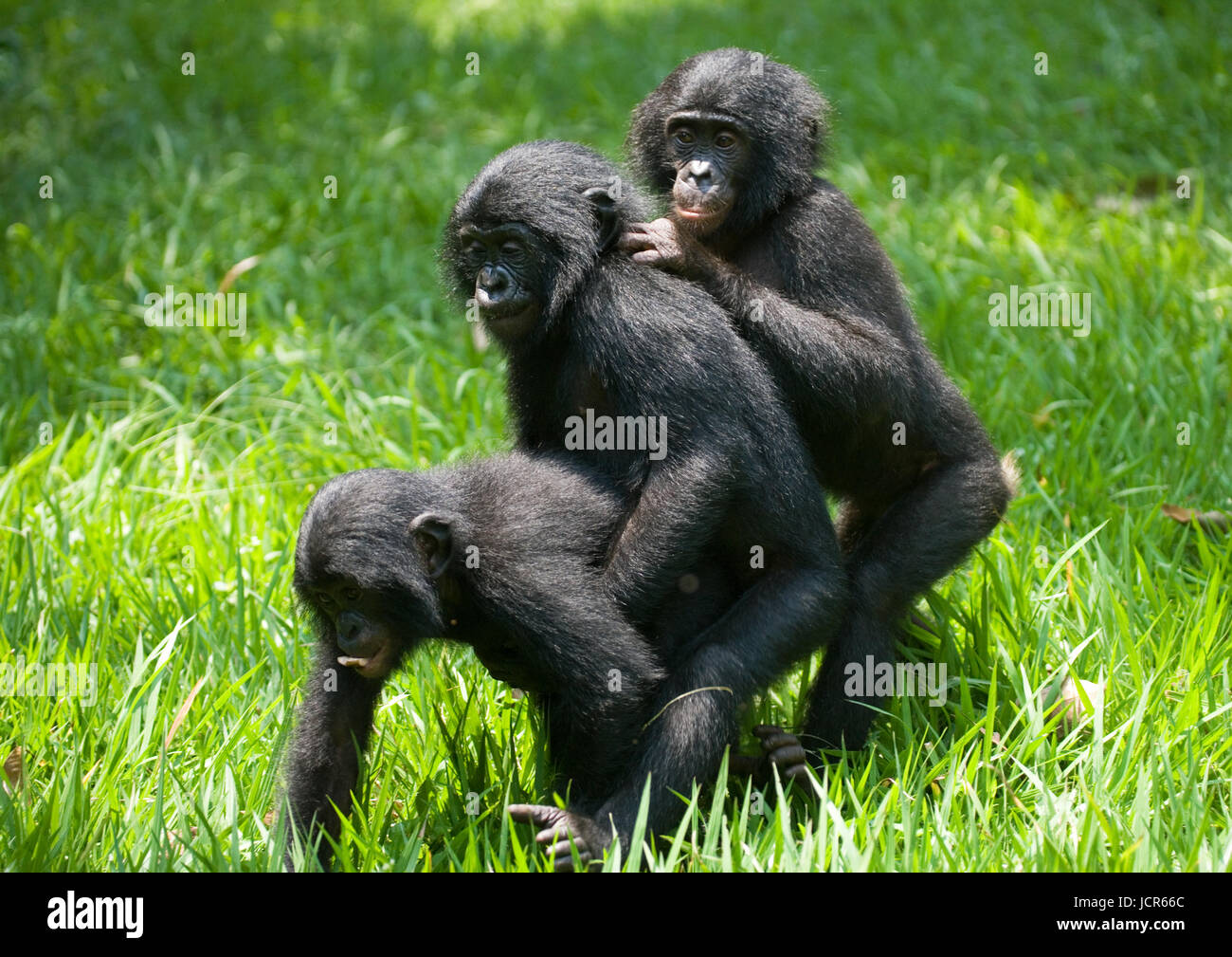 Three baby bonobos play with each other. Democratic Republic of Congo. Lola Ya BONOBO National Park. Stock Photo