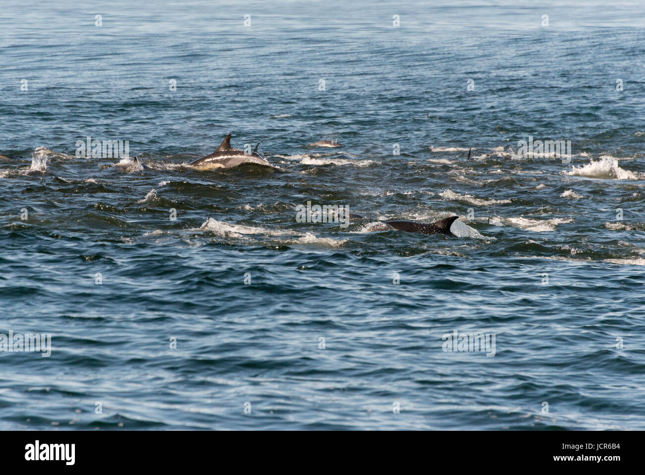 A pod of long beaked common dolphins feeding from a bait ball of the coast of Gansbaai, South Africa Stock Photo