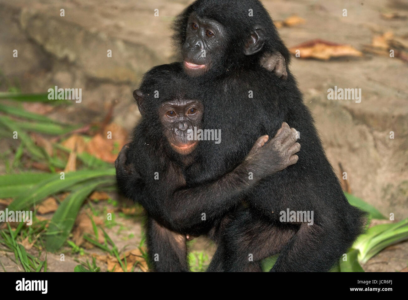 Two Bonobos Two Bonobos are sitting on the ground. Democratic Republic of Congo ...