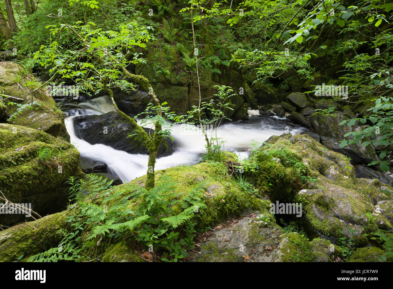 Waterfall on East Lyn River in Barton Wood in Exmoor National Park at Wilsham near Lynmouth, Devon, England. Stock Photo