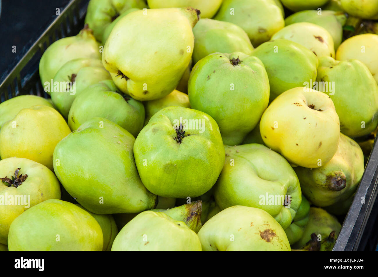 Freshly picked quince fruits at the farmers market Stock Photo Alamy