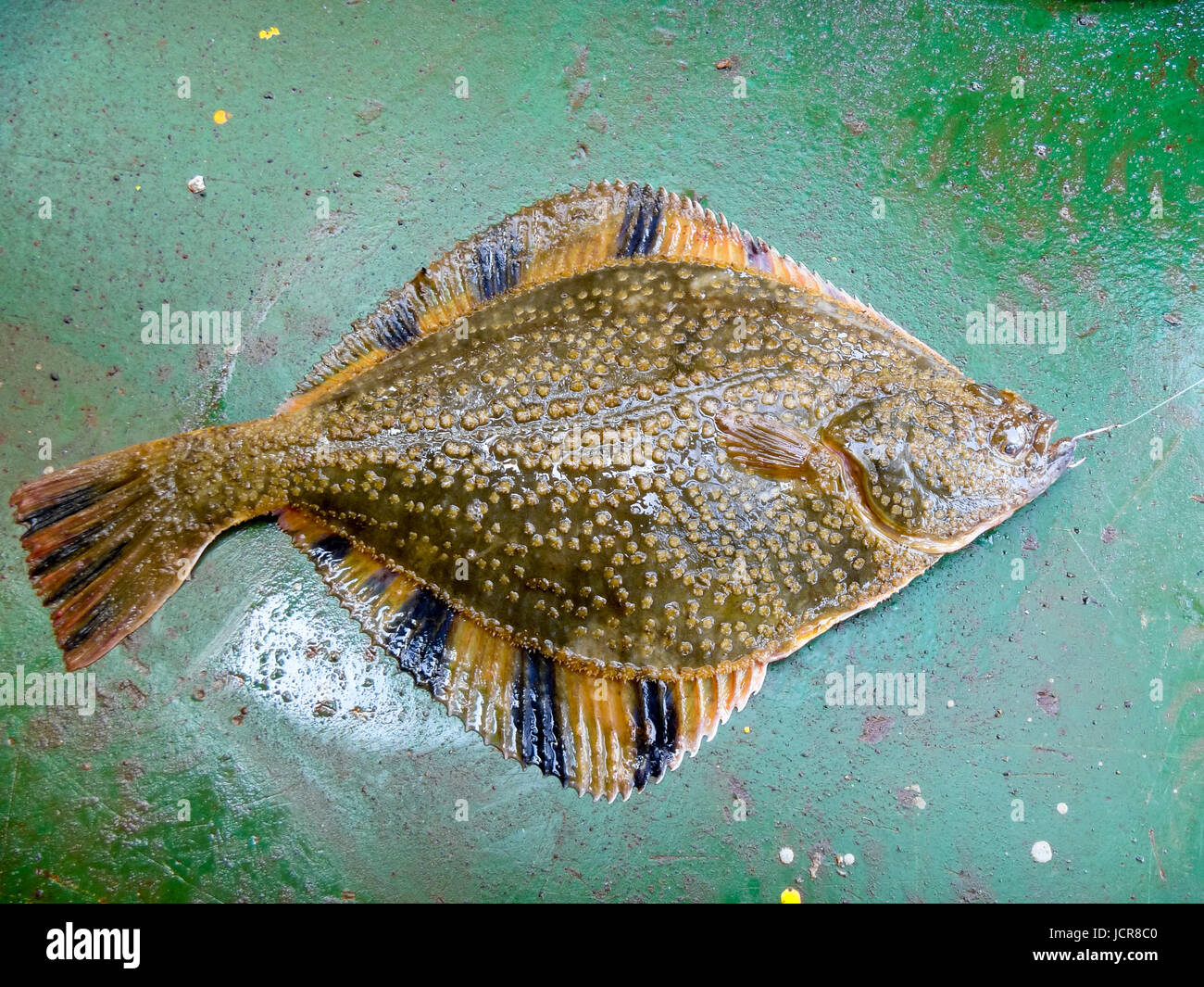 Flounder Fishing Boats