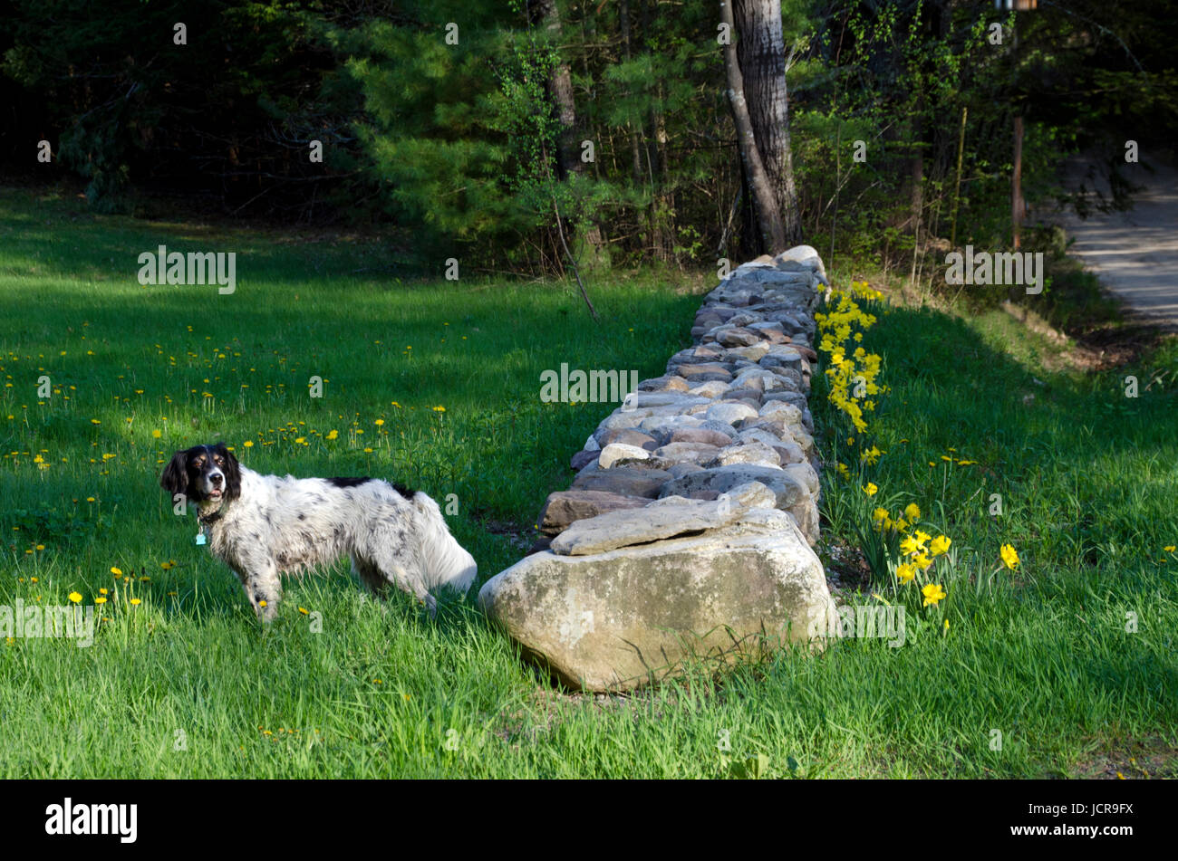 The dog in the orchard, Hansels orchard, North Yarmouth, Maine, USA