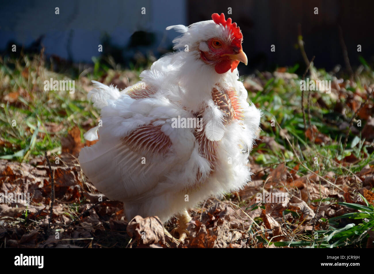 Molting white rock chicken in the sun, Maine Stock Photo