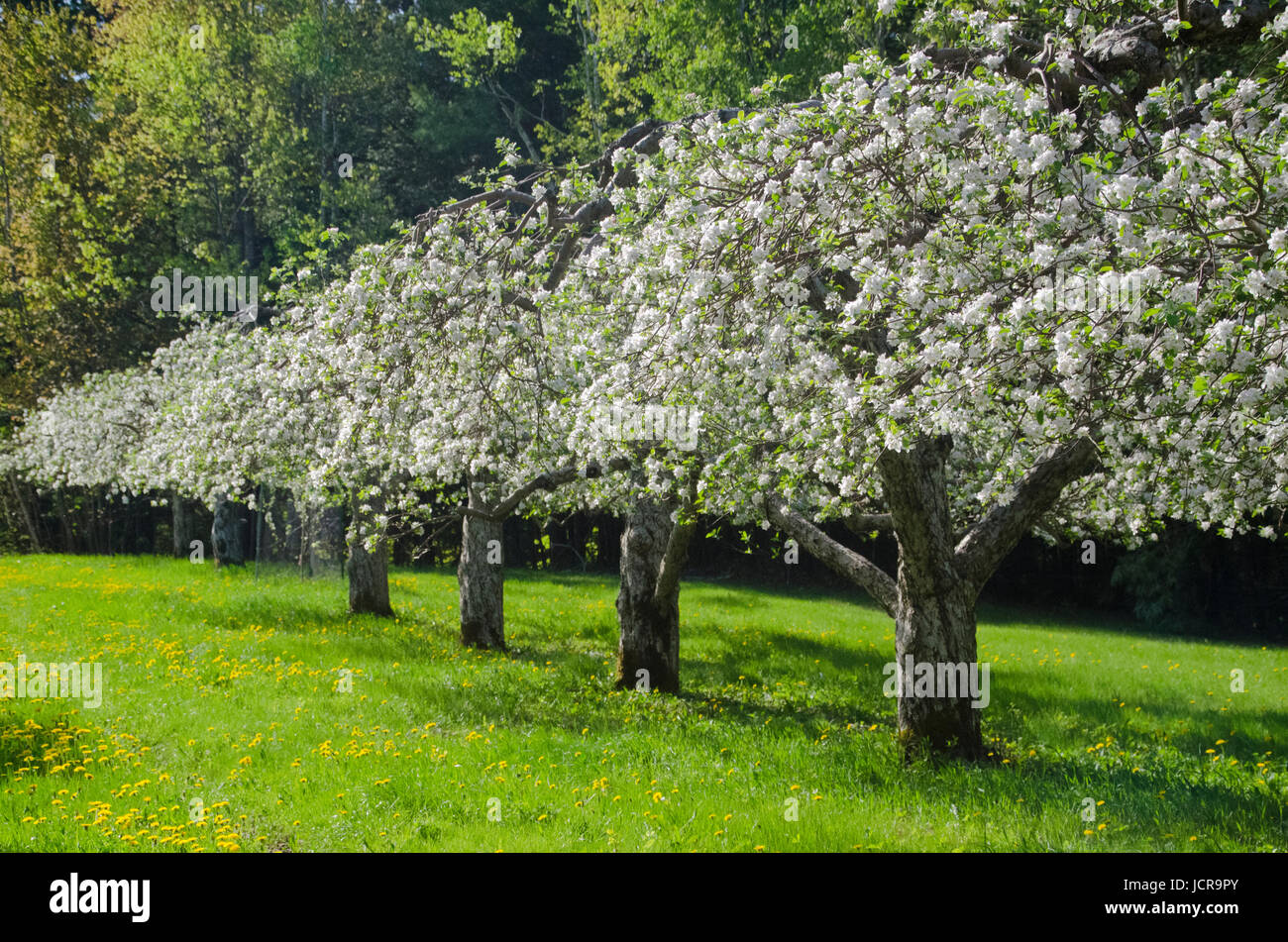 Apple trees hires stock photography and images Alamy