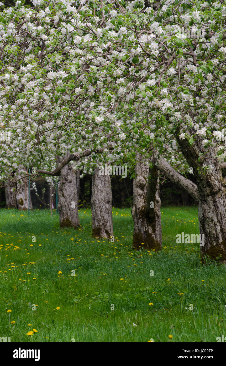 Spring blosoms hires stock photography and images Alamy