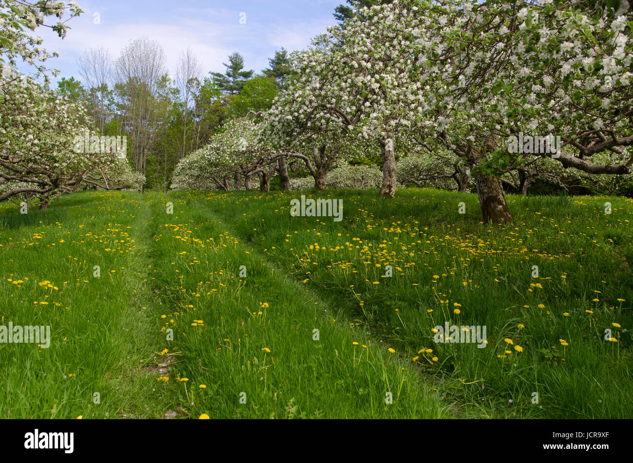 Blooming apple orchard with rows of trees, North Yarmouth Maine in